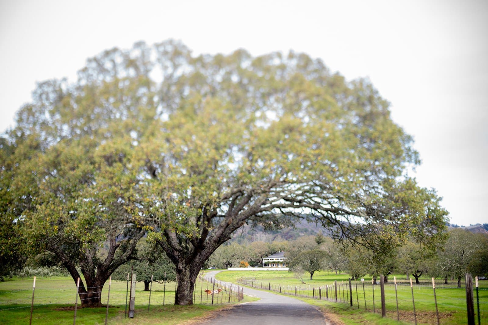 A real California micro wedding by Our Little Wedding