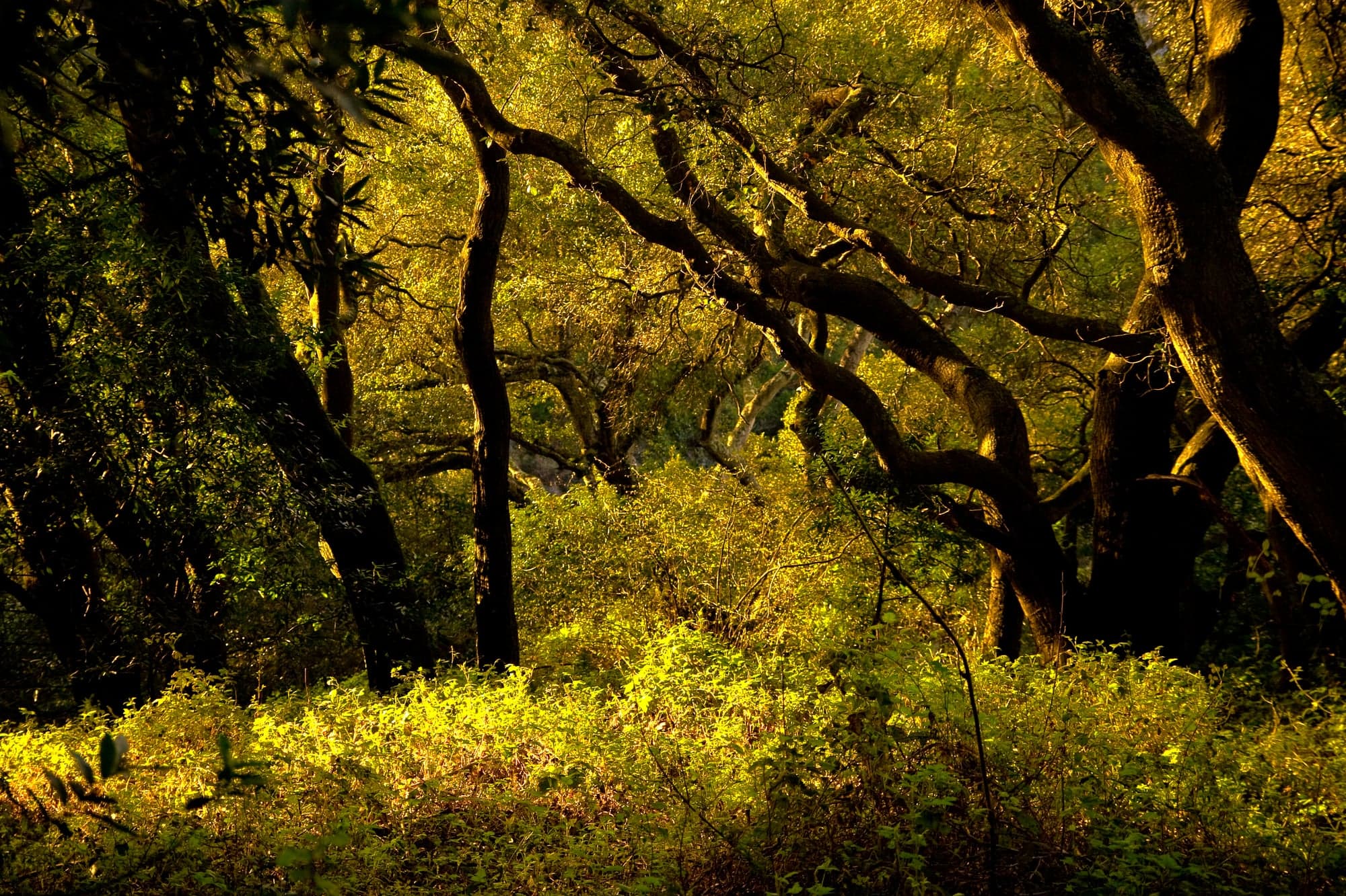 Get married at Brazilian Room at Tilden Regional State Park, Berkeley ceremony setting, California