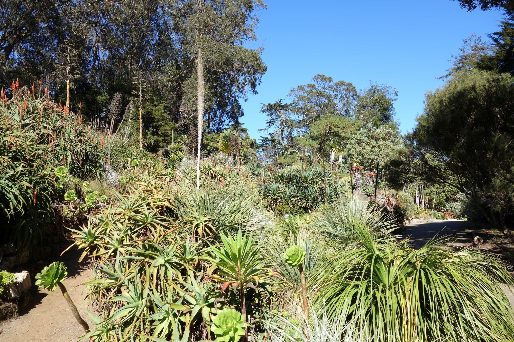 Get married at SF Botanical Garden (Redwood Grove), San Francisco ceremony setting, California