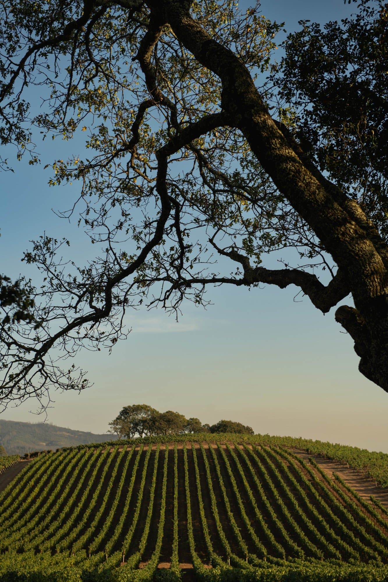 Venues, micro wedding vendor in Wine Country