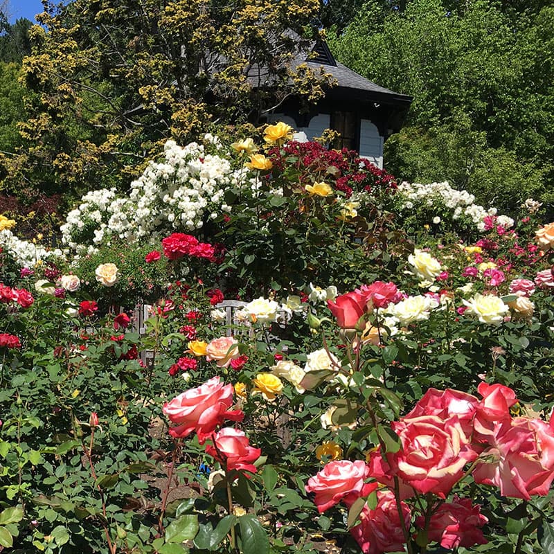 Marin Art and Garden Center — hero photo