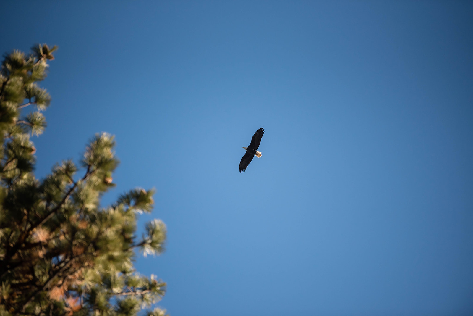 Lake Tahoe micro wedding